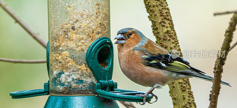 苍头燕雀(Fringilla coelebs)